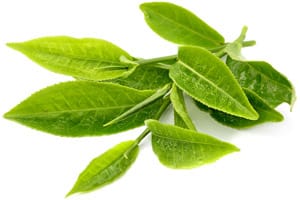 L-Theanine