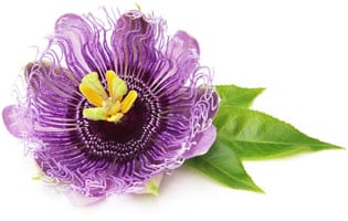 Passion Flower